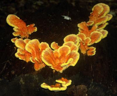 u8/comafungi/medium/32866162.Laetiporussulphureus1920ed.jpg