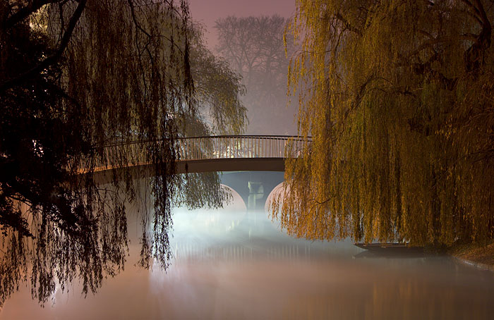 Through the Willows
