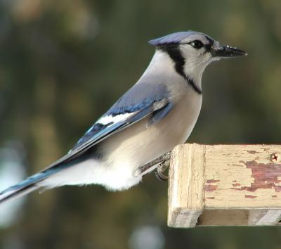 Blue Jay noise.jpg