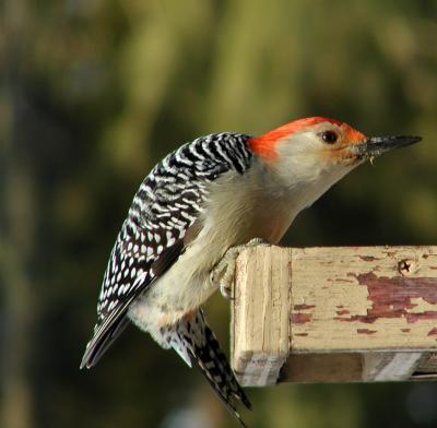 Red Bellied noise.jpg