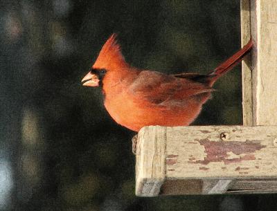 Cardinal Fine reticulate script.jpg