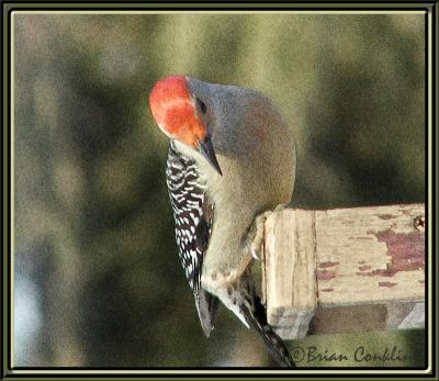 Red Bellied framed.jpg