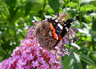 August 20, 2004<br><font size=2>Red Admiral</font><br>Day 106