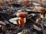 DSC08584.JPG
