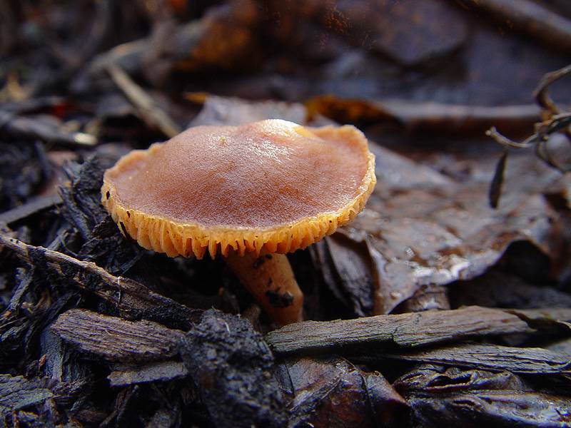 DSC08570.JPG