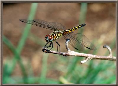 u8/cpnguyen/medium/37382215.dragonfly673F.jpg