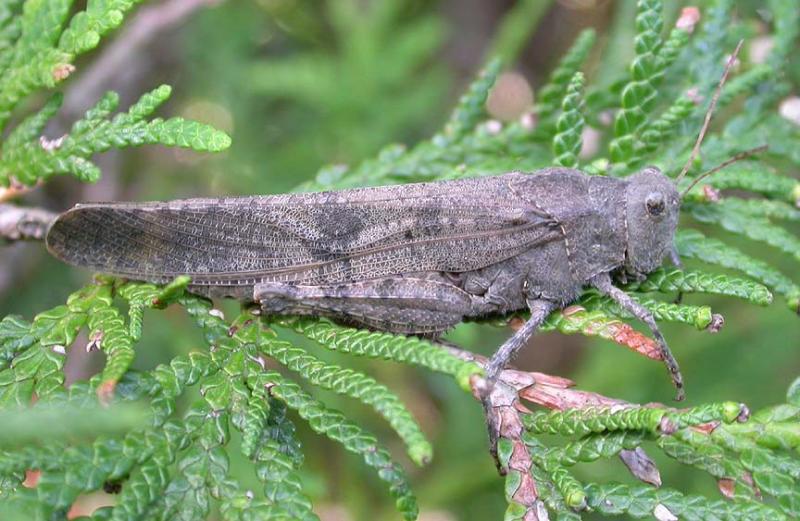 Carolina grasshopper - Dissosteira carolina.