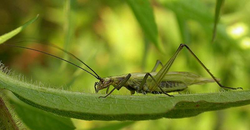 black-horned tree cricket