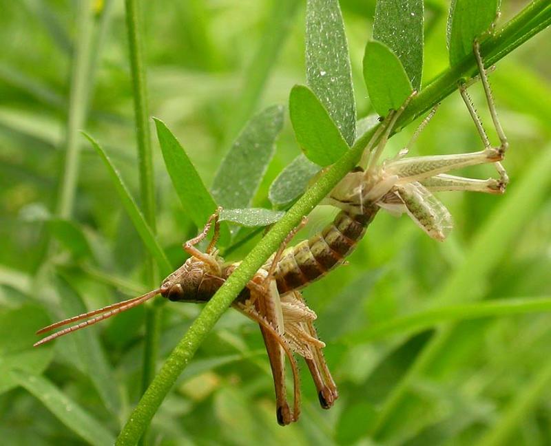 grasshopper in process of molting
