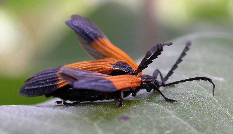 End-band Net-wing Beetles -- <i>Calopteron terminale</i> -- mating