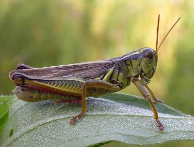 Two-striped grasshopper -  Melanoplus bivittatus - male