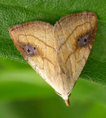 Rivula propinqualis - 8404 --Spotted Grass Moth