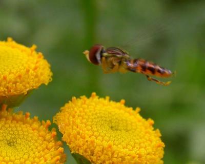 hover-fly-2.jpg