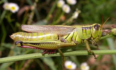 grasshopper in herb garden
