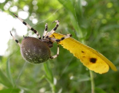 Araneus pulls leaf loose and drops it to the ground