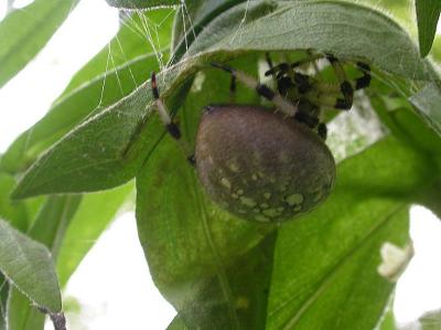 Araneus spider climbing back into its retreat under some leaves