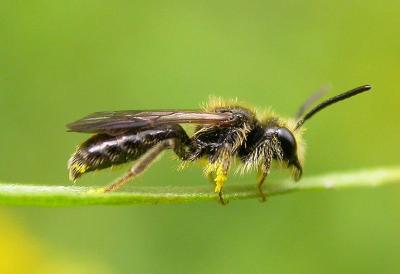 tiny bee - 1