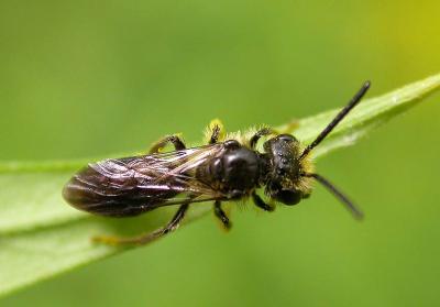 tiny bee - 2