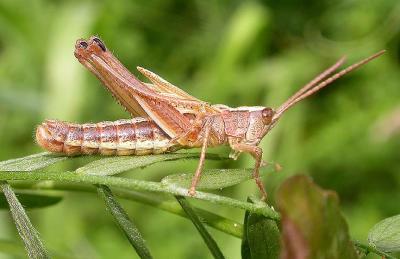 grasshopper with legs still soft after molting