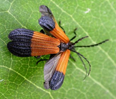 End-band Net-wing Beetles -- Calopteron terminale -- mating