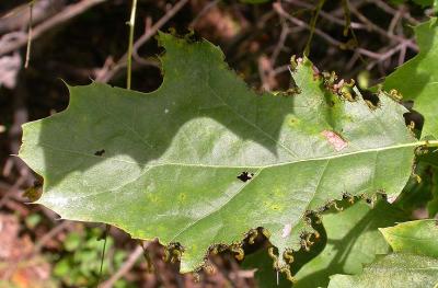 Sawfly larvae on Red oak leaf - 1