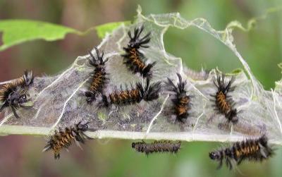 Milkweed Tussock caterpillars -- defensive thrashing
