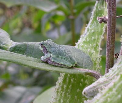 young Gray Treefrog on a milkweed leaf