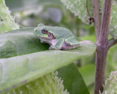 young Gray treefrog on a milkweed leaf