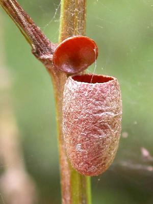 Sawfly cocoon (hatched out)