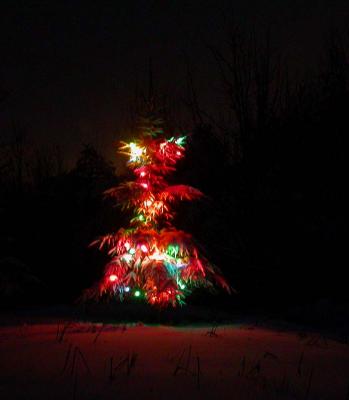 our tree in evening