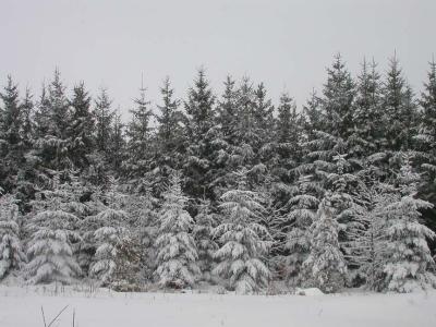 iced spruce trees