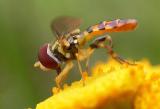 hover fly -- 1
