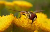 hover fly -- 2