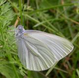 Mustard White -- <i>Pieris oleracea oleracea</i> butterfly