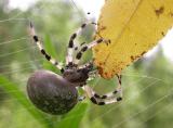 Araneus removing leaf from its web