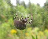 Araneus spider crosses topline of web to its retreat