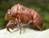 cicada exuviae found on underside of milkweed leaf
