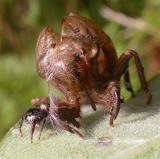spider on milkweed leaf in front of the cicada-shelter