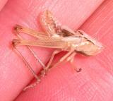 grasshopper exuvia after molting