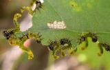 Sawfly larvae on Red oak leaf - 2