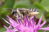 leaf-cutter bee -- Megachilid family ?