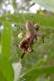 young Argiope trifasciata -- B with prey