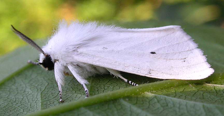 Virginian Tiger Moth -- <i>Spilosoma virginica</i> - 1