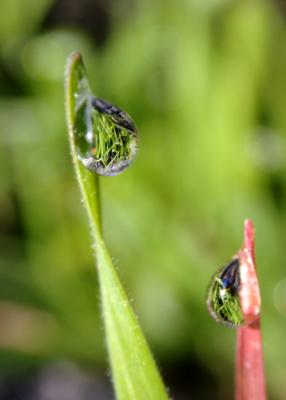 Dew Drop Reflections 3