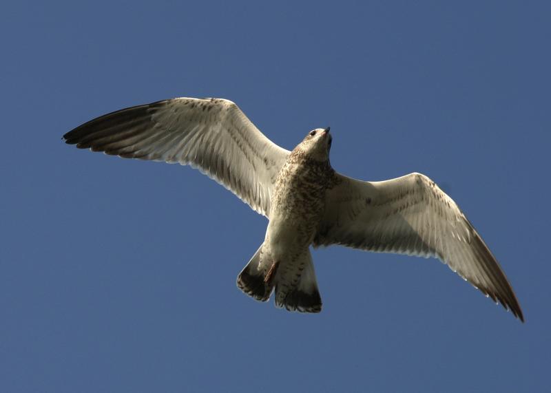 Gull