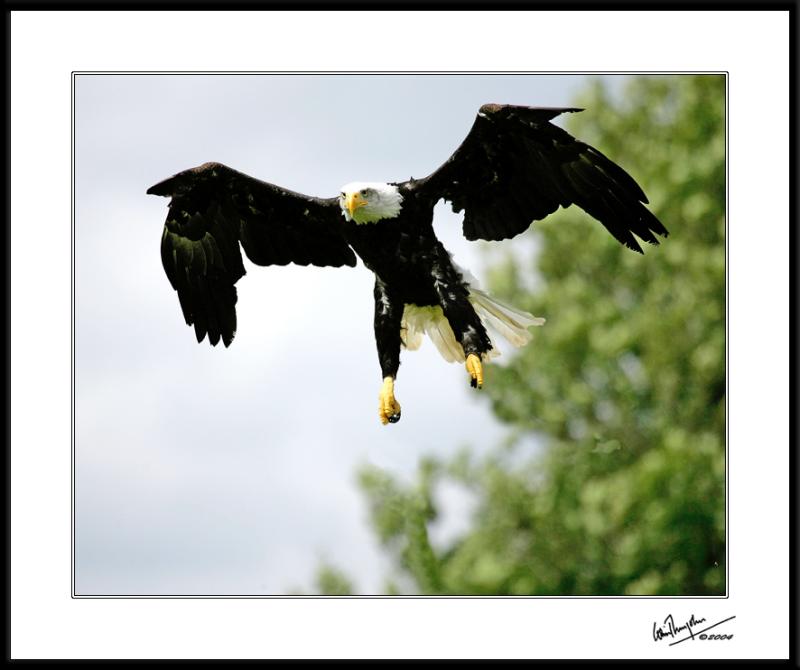 Eagle has nearly Landed * </b><br> By ColinD