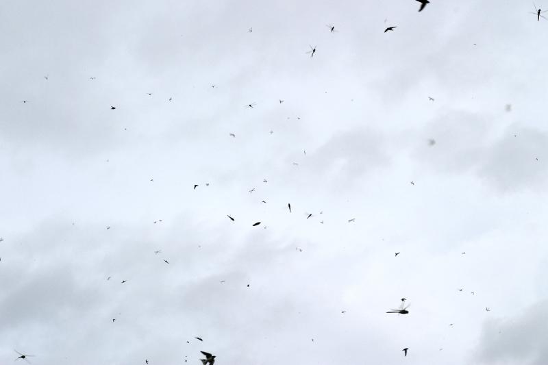Feeding Frenzy *