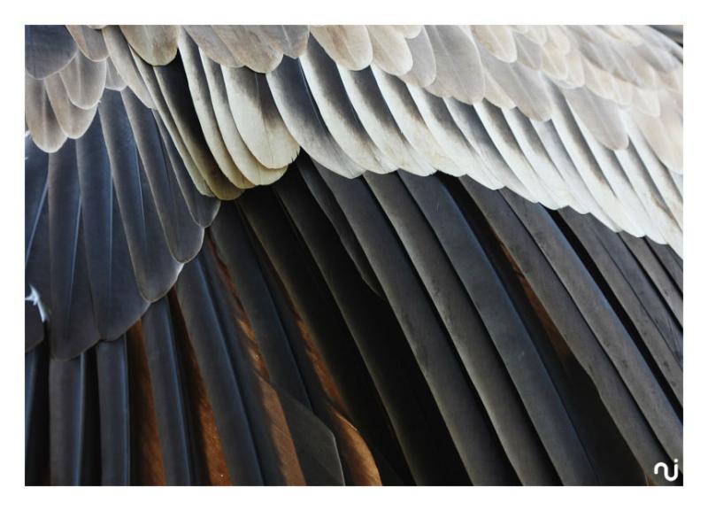 wing
