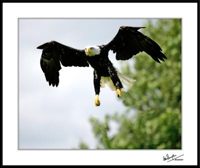 Eagle has nearly Landed * By ColinD