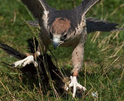 Falcon*